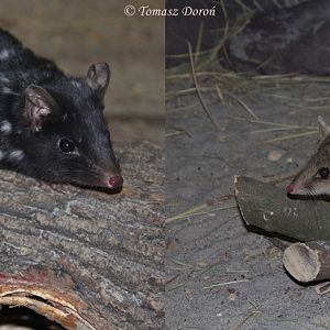 Eastern Quolls (Dasyurus viverrinus) normal and black form