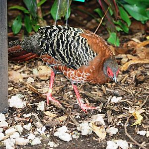 Siamese Fireback at Miami, 12/10/13