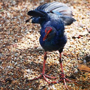 Purple Gallinule at Miami, 12/10/13