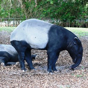 Malayan Tapir at Miami, 12/10/13