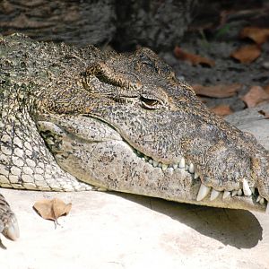 Cuban Crocodile at Miami, 12/10/13