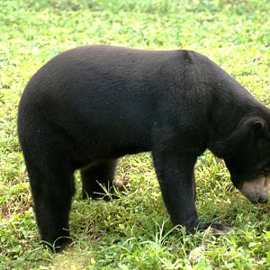 Malayan Sun Bear at Miami, 12/10/13
