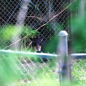 Yellow-backed Duiker at Miami, 12/10/13