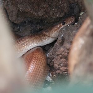 Colombian Rainbow Boa (Epicrates maurus)
