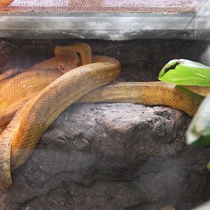 Cook's Tree Boa (Corallus hortulanus cookii / Corallus cookii)