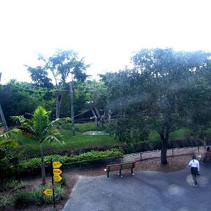Orang Utan and Gibbon Enclosure at Miami, 12/10/13