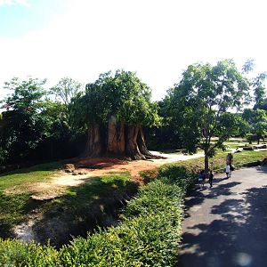 Asian Elephant Enclosure at Miami, 12/10/13