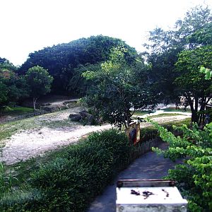 Indian Rhino Enclosure at Miami, 12/10/13
