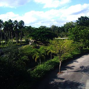 African Lion Enclosure at Miami, 12/10/13