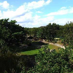 Gaur Exhibit at Miami, 12/10/13