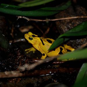 Panamanian Golden Frog at Miami, 12/10/13