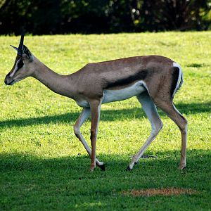 Grant's Gazelle at Miami, 12/10/13