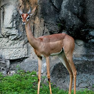 Southern Gerenuk at Miami, 12/10/13