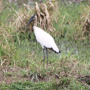 Wood stork