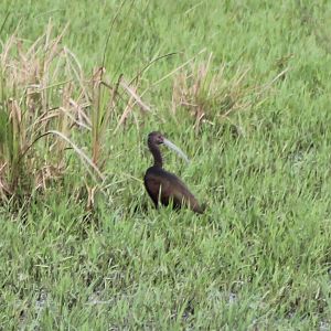 Glossy ibis