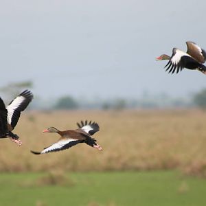 Black-bellied whistling ducks