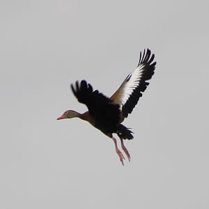 Black-bellied whistling duck