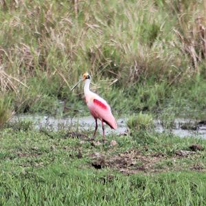 Roseate spoonbill