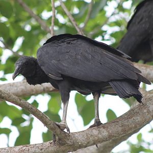 Black vulture