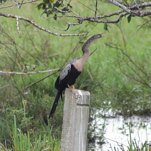 American anhinga