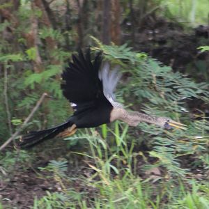 American anhinga
