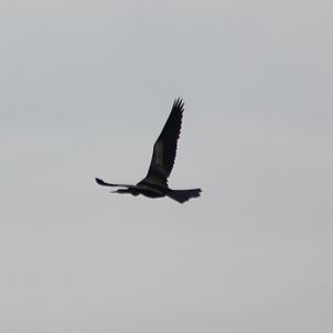 American anhinga