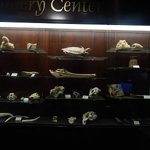 Feb. 2014 - Manatee Springs - Discovery Center