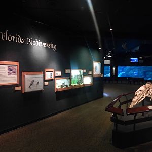 Feb. 2014 - Manatee Springs - Florida Biodiversity Area