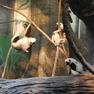 Feb. 2014 - Jungle Trails - Coquerel's Sifaka Family