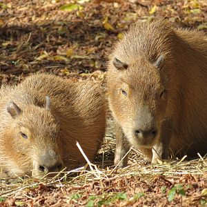 Capybara