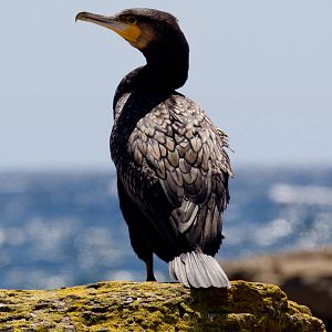 Great Cormorant
