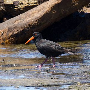 Sooty Oystercatcher