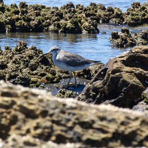 Grey-tailed Tattler