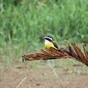 Great kiskadee
