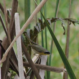 Common yellowthroat