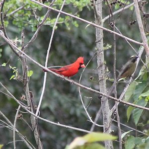Northern cardinal male