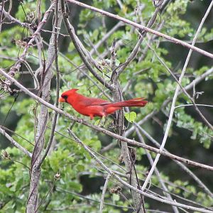 Northern cardinal male