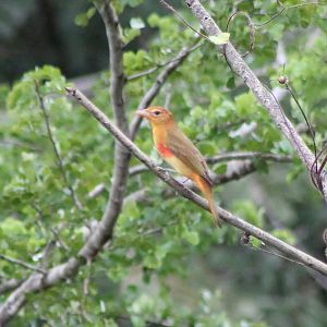 Summer tanager