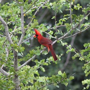 Northern cardinal