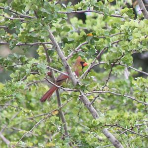 Northern cardinal female