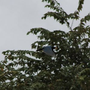 Yucatan jay