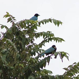 Yucatan jays
