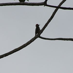 Ladder-backed woodpecker