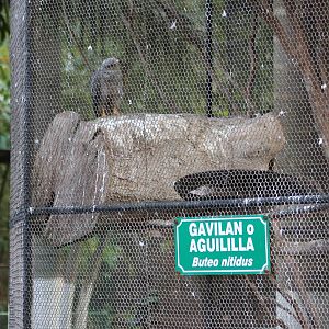 Grey hawk aviary