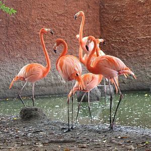 Greater flamingos