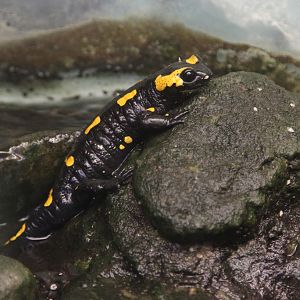 European Fire Salamander (Salamandra salamandra)