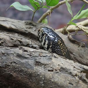 Forest Cobra (Naja melanoleuca)