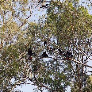 Red-tailed Black Cockatoos
