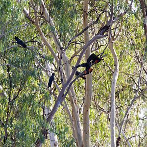 Red-tailed Black Cockatoo