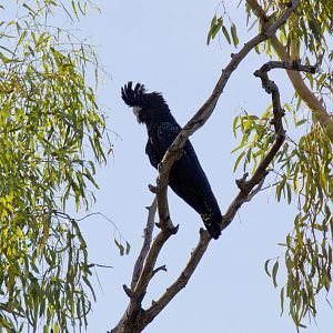 Red-tailed Black Cockatoo